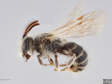[Andrena illinoiensis male thumbnail]